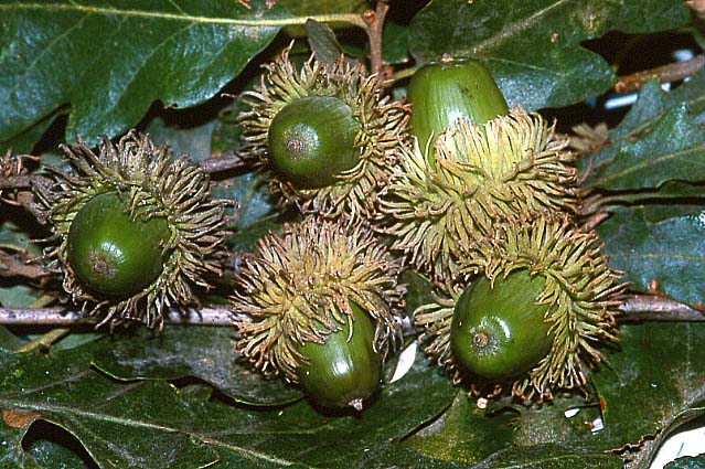 Alcune Querce ...